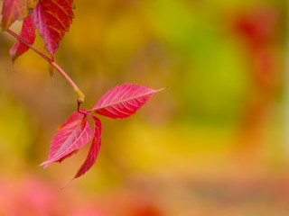 Red leaves of wild grapes on a blurred background. Autumn colored leaves in the sun. Background from multicolored leaves. Copy space
