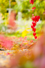 Red leaves of wild grapes on a blurred background. Autumn colored leaves in the sun. Background from multicolored leaves. Copy space