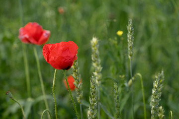 Close up of a bright red poppy in green half ripe corn field. Blurred background with green and red color splashes. July in Estonia, Europe.