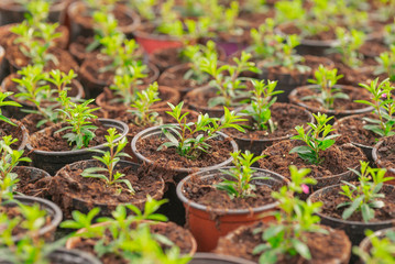 Close up of Flower and Vegetable Seedings in Greenhouse