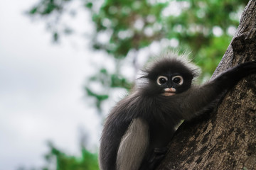 Dusky leaf monkey in Thailand