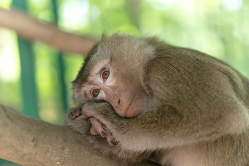 Charming little monkey resting on a tree in the shade from the sun. Animals in the wild