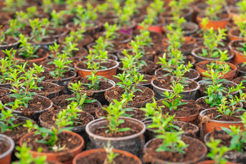 Close up of Flower and Vegetable Seedings in Greenhouse