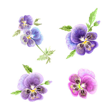 set of illustrations of purple watercolor flowers on a white background. flowers for garden and decor
