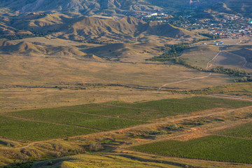 Naklejka premium Vineyards