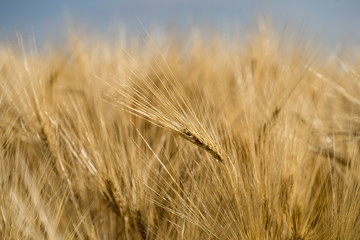 Heads of a barley (Latin: Hordeum vulgare) in blurred background of the huge crop field. Early morning with low sun that casts golden light over the field in wind. Mid July in Estonia, Europe.