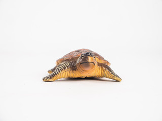 turtle on white background