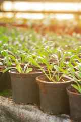 Close up of Flower and Vegetable Seedings in Greenhouse