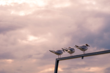 Group of birds catch and stand on pillar steel stick and background of attractive colourful...