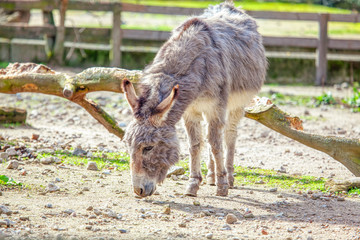 domestic donkey on the farm