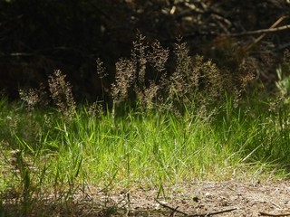 Forest grass in the midday sun.