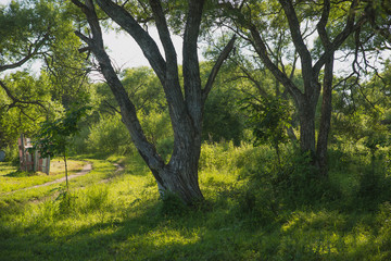 springs, forest and nature of the far East