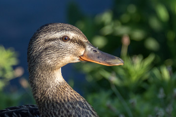 Female Mallard Portrait