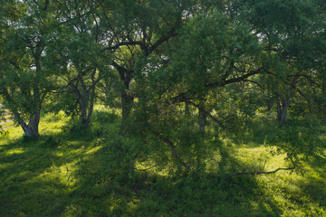 Fototapeta premium springs, forest and nature of the far East