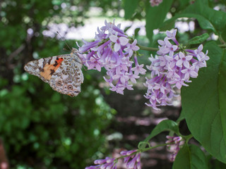butterfly on lilac flowers 2