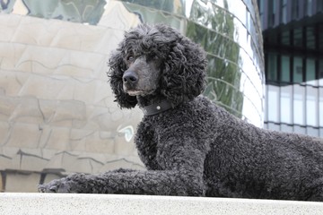 Liegender Hund vor abstaktem Hintergrund 