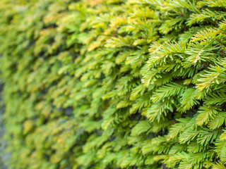  juniper wall at an angle 2