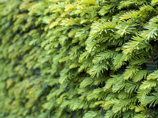 juniper wall at an angle