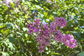 Fototapeta na wymiar blooming lilac Bush