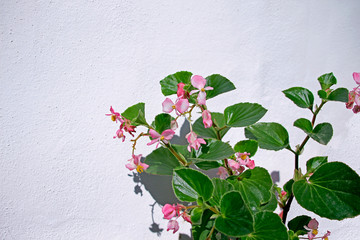 Begonia cucullata in bloom with pink flowers