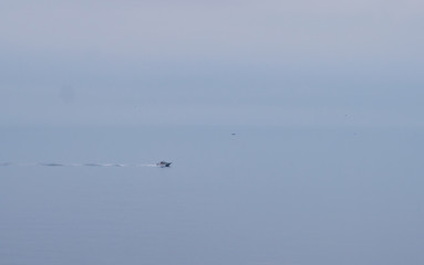 Rocky coast of the Pacific ocean with green vegetation in the fog