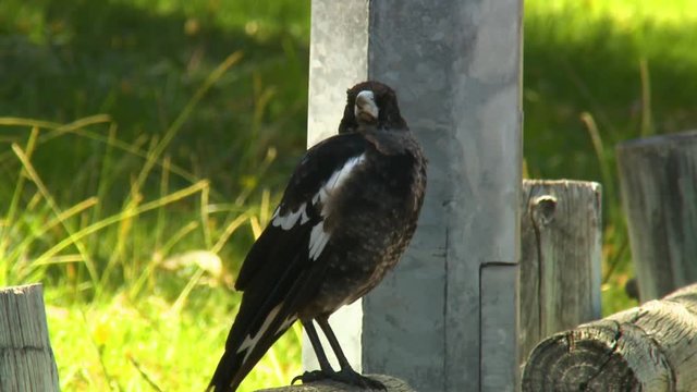 Full body shot of an Australian magpie perched on a wooden fence, throwing back its head to caw loudly