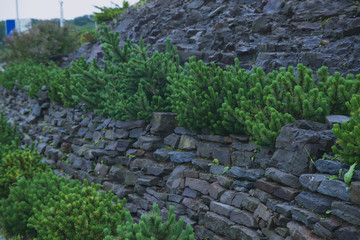 coniferous trees sprouted in a stone ridge on the ocean