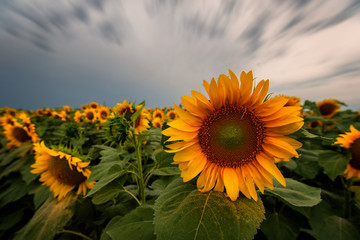 Sunflowers in a field with a cloudy sky in the background