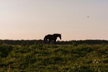 Natural silhouette of walking horse on a pasture in the evening sunset light. 