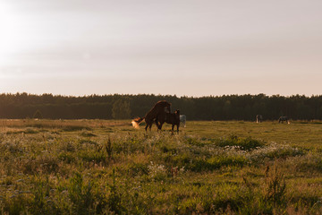 Stallion and a mare mating on the summer pasture in evening sunset lights.