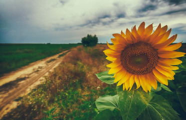 Sunflowers in a field with a cloudy sky in the background