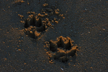Pair Of Canine Dog Tracks In Beach Sand