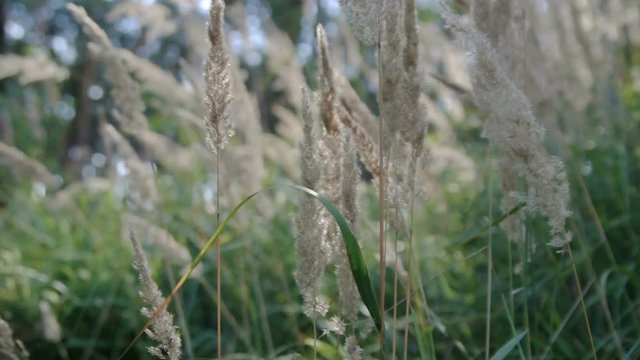 Blossoming Calamagrostis epigeios (wood small-reed, bushgrass, reedgrass) moving with light wind. Lighting changes from shade to sunlight.