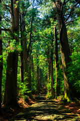 Fototapeta na wymiar Trail in giant cypress tree forest