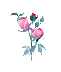 Hand-drawn flower watercolor illustration. Delicate rose branch with flowers isolated on white background. Illustration for design, background or print.