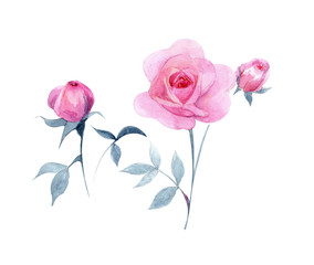 Hand-drawn flower watercolor illustration. Set of delicate rose branch with flowers isolated on white background. Illustration for design, background or print.