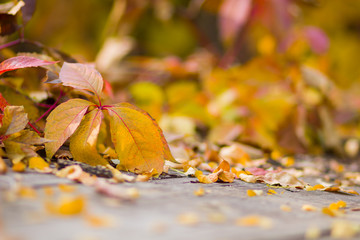 Yellow leaves on wooden boards. Colorful leaves on a blurred background. Autumn pattern. Creative copy space