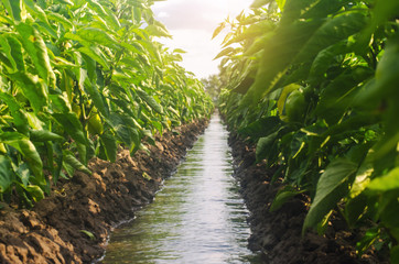 Rows pepper plantation divided by irrigation water channel. traditional method of watering the fields. Beautiful farm field. Farming and agriculture. Cultivation, care of the pepper plantation.