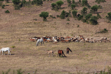 A flock of sheep and goats, led by a shepherd, Portugal