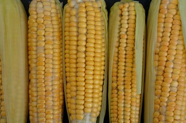 Espigas de milho 