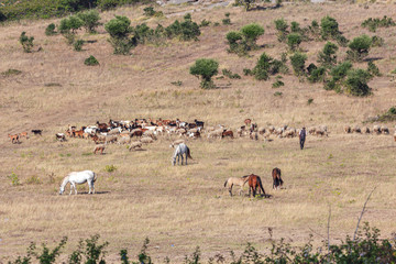 Fototapeta na wymiar A flock of sheep and goats, led by a shepherd, Portugal