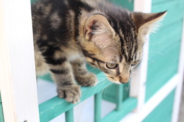 Katzen -Baby 1