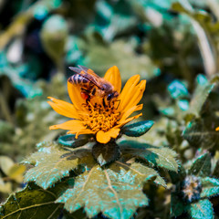 Bee collecting nectar from a daisy