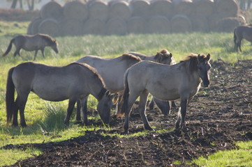 koniki polskie © Katarzyna
