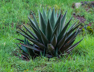 Fototapeta premium Close up of a big maguey plant
