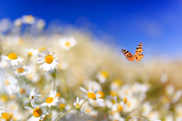 bright orange butterfly flutters over white beautiful chamomile flowers on a sunny summer rural meadow on a warm day