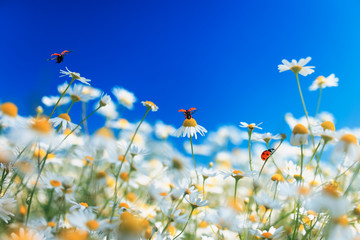  bright red ladybugs fly and crawl over white beautiful daisy flowers on a sunny summer rural...