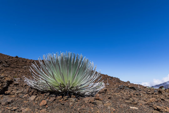 Silversword growing in volcanic crater, Haleakala, Maui, Hawaii, USA