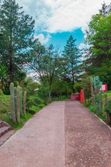 Path surrounded by trees and cactus