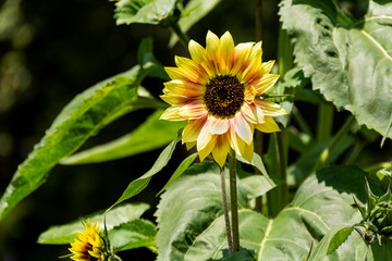 Common Sunflower growing outdoors in a botanical garden. Its Binomial name is Helianthus annuus. Sunflowers grow best in full sun.